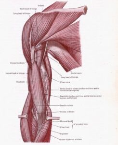 Applied Kinesiology