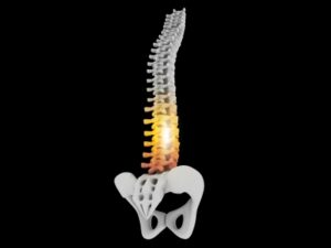 Spine with pelvis image